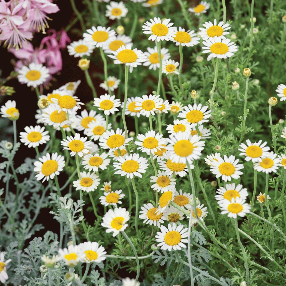 German Chamomile seeds white-petaled daisies with yellow centers Seedtime Store on Tampa Home & Garden Store