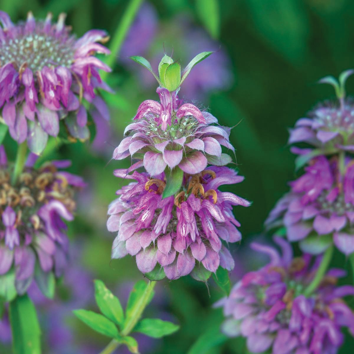 Lemon Mint mint seeds Seedtime Store with purple flower clusters and green foliage on Tampa Home & Garden Store