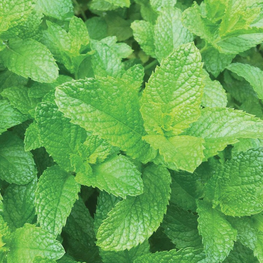 Spearmint seeds bright green mint leaves in dense foliage on Tampa Home & Garden Store