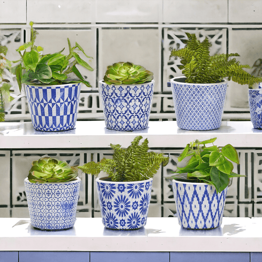 TERRACOTTA POT 5.5" - Tampa Home & Garden Store