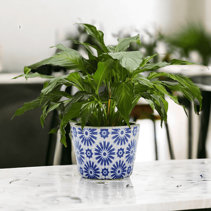 TERRACOTTA POT 5.5" - Tampa Home & Garden Store