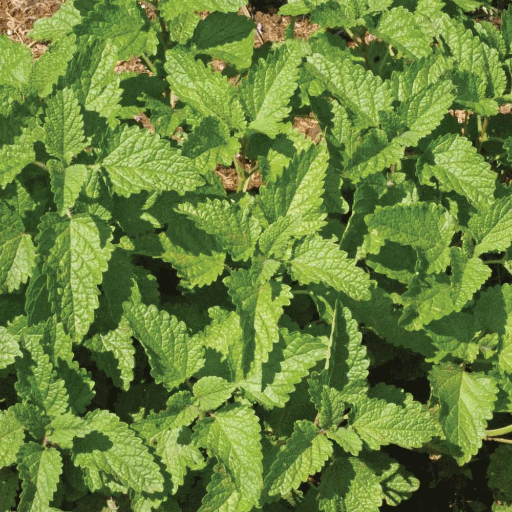Lemon balm seeds plant dense patch of bright green serrated leaves Seedtime Store on Tampa Home & Garden Store