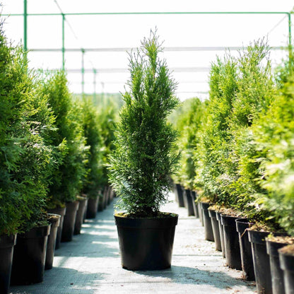 Thuja Green Giant trees in black nursery pots with dense evergreen foliage in a nursery row on Tampa Home & Garden Store