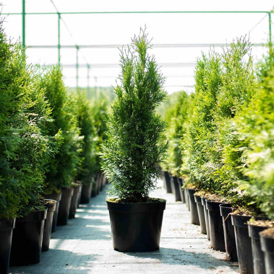 Thuja Green Giant trees in black nursery pots with dense evergreen foliage in a nursery row on Tampa Home & Garden Store