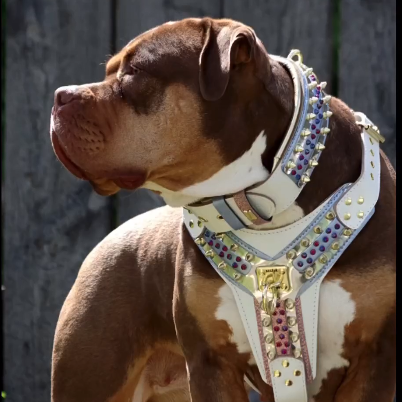 THE CANDY Harness - Tampa Home & Garden Store