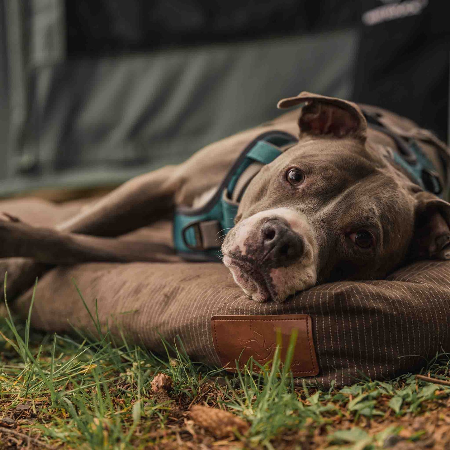 Camas para perros y fundas para camas para perros