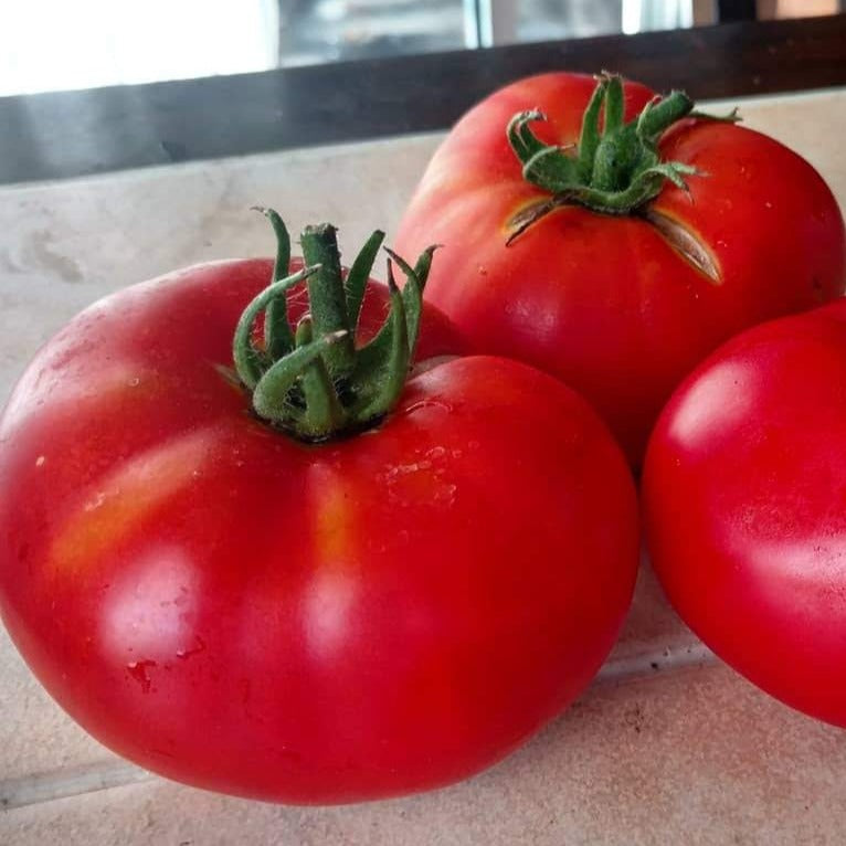 Brandywine Red Tomato seeds, ripe red fruit shown, Seedtime Store on Tampa Home & Garden Store