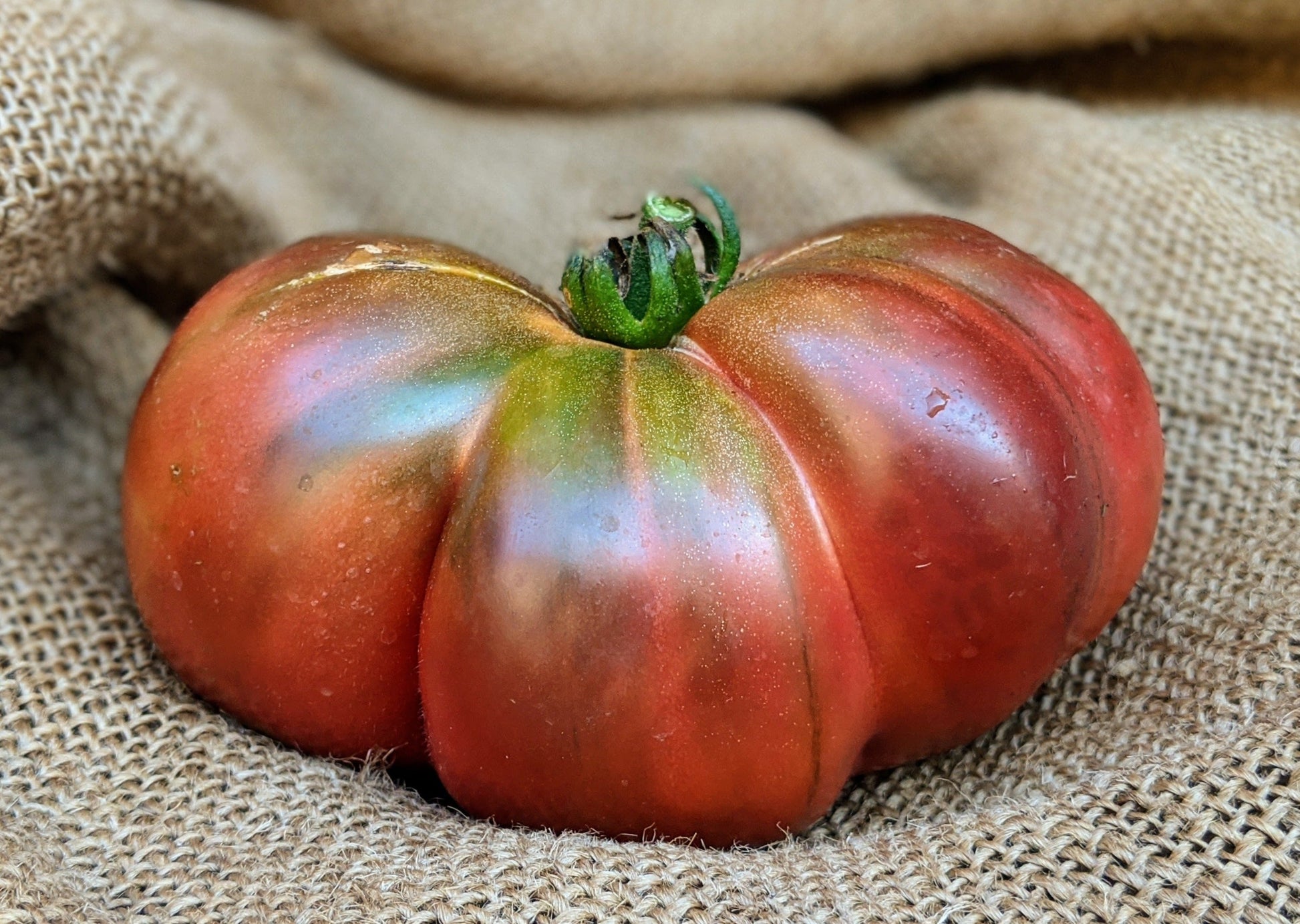 Cherokee Purple Tomato ripe fruit with green calyx and purplish-red skin Seedtime Store on Tampa Home & Garden Store