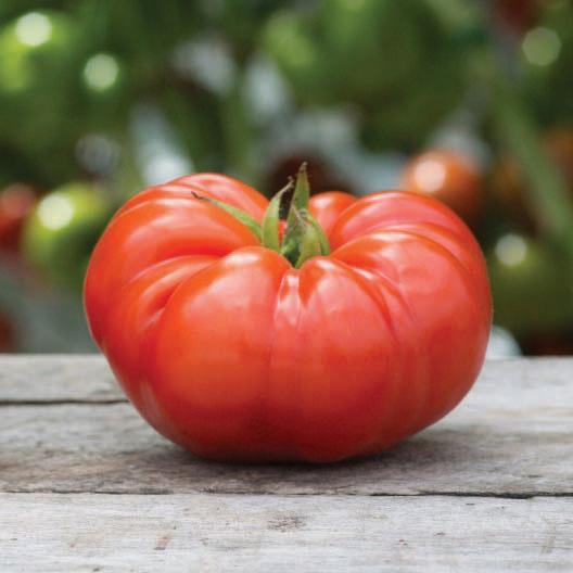 Beefsteak tomato fruit on weathered wooden table with garden backdrop Seedtime Store on Tampa Home & Garden Store