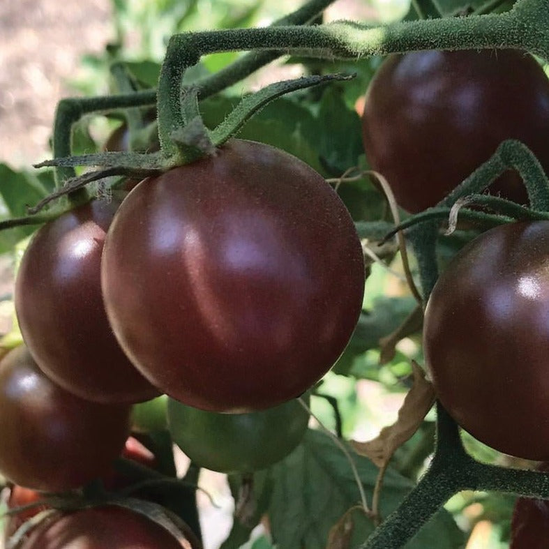 Black Cherry Tomato seeds on vine with several dark purple fruits on Tampa Home & Garden Store