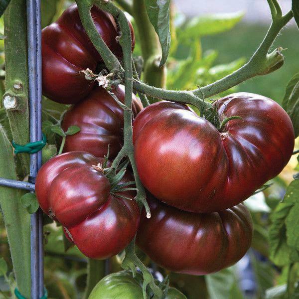 Black From Tula Tomato seeds, several dark red ribbed heirloom tomatoes on vine, Seedtime Store on Tampa Home & Garden Store