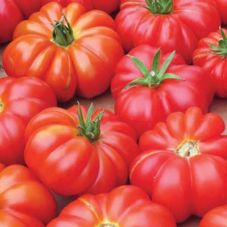 Mortgage Lifter tomato seeds red beefsteak tomatoes piled together on Tampa Home & Garden Store