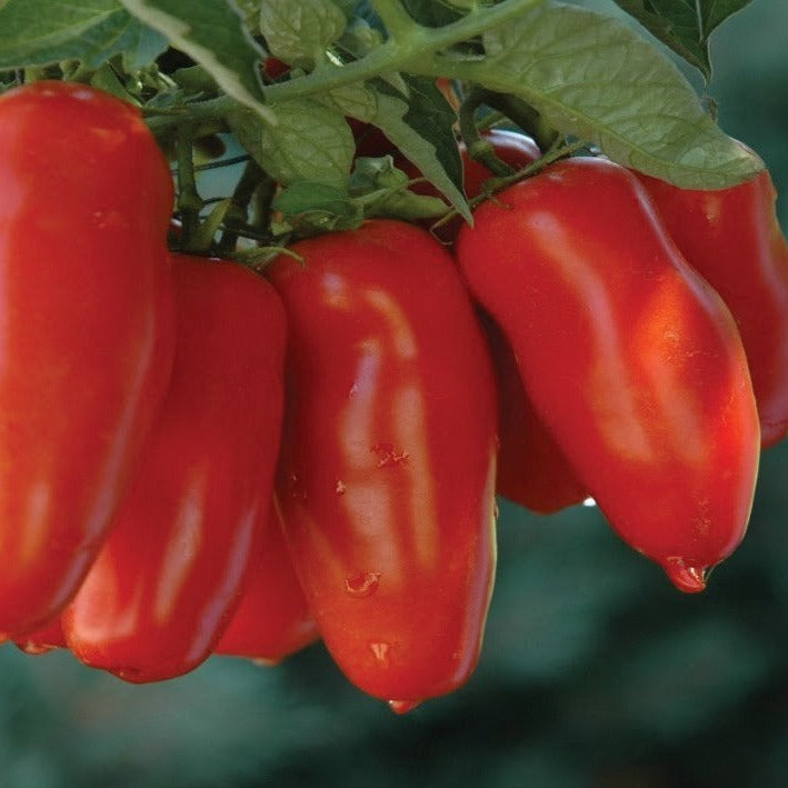 Jersey Devil tomato seeds red oblong fruit on vine Seedtime Store on Tampa Home & Garden Store