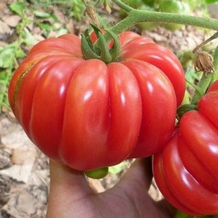 Mushroom Basket Tomato seeds, large red ribbed fruit, Seedtime Store on Tampa Home & Garden Store
