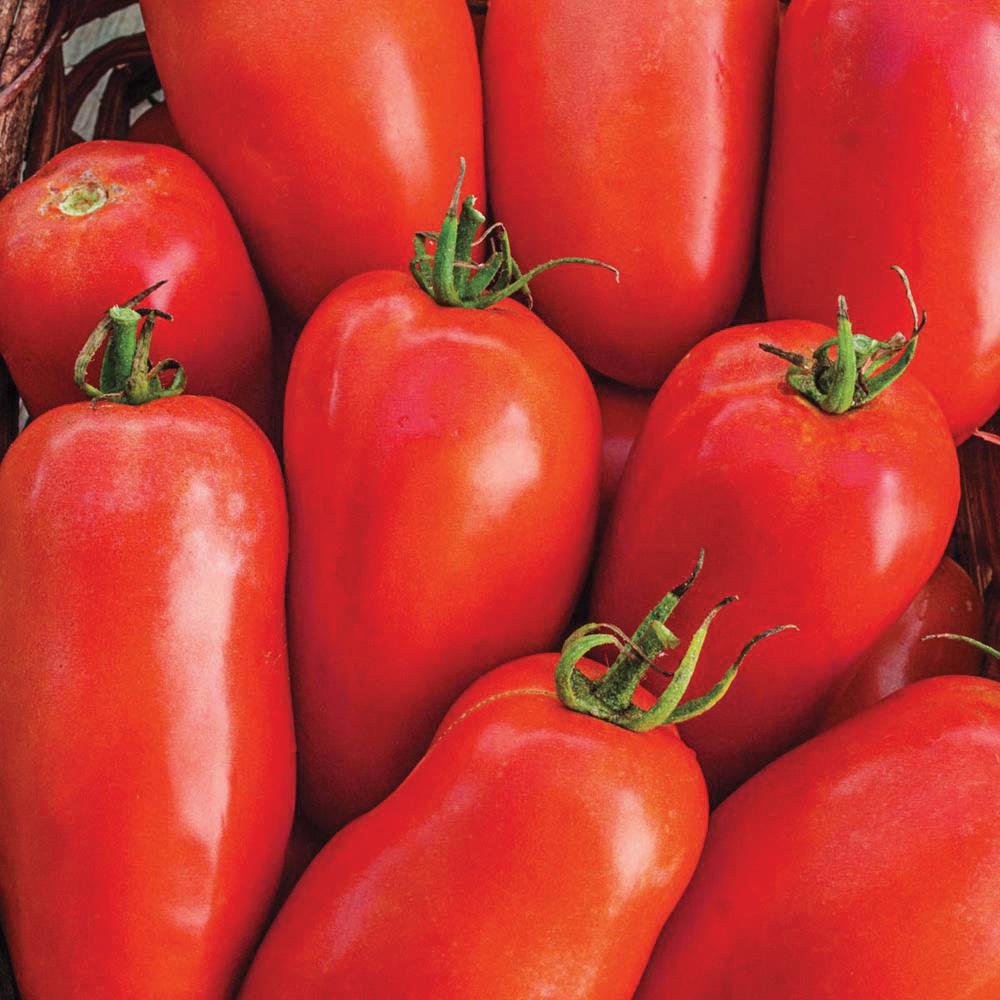 Roma tomato red elongated fruits multiple close-up seeds category on Tampa Home & Garden Store