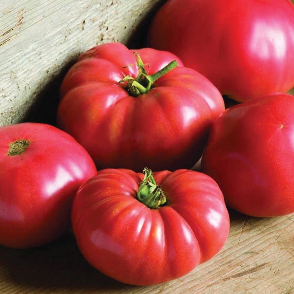 German Johnson Tomato seeds set of red tomatoes on wood surface on Tampa Home & Garden Store