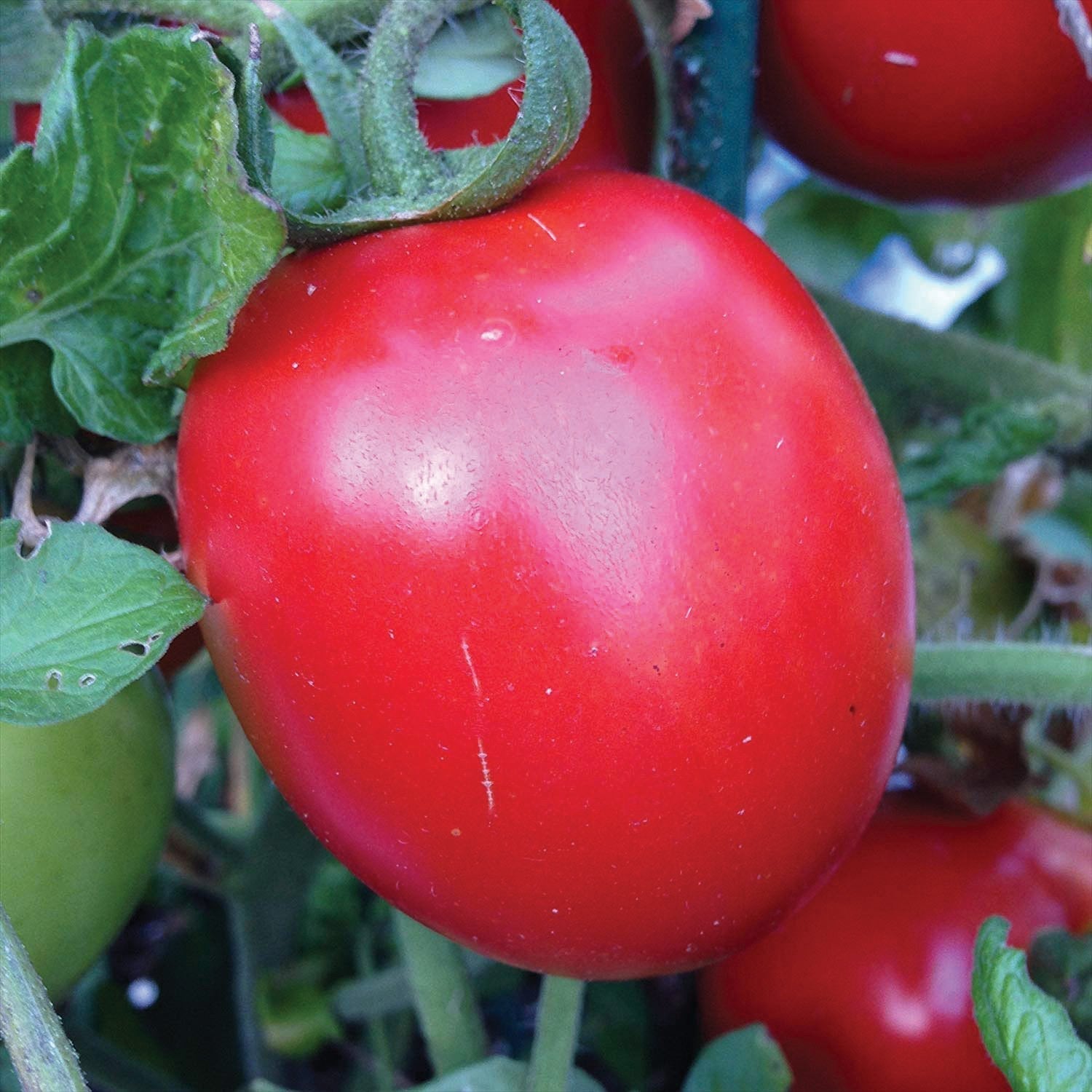 Rio Grande Tomato seeds red ripe tomato on vine with green leaves on Tampa Home & Garden Store