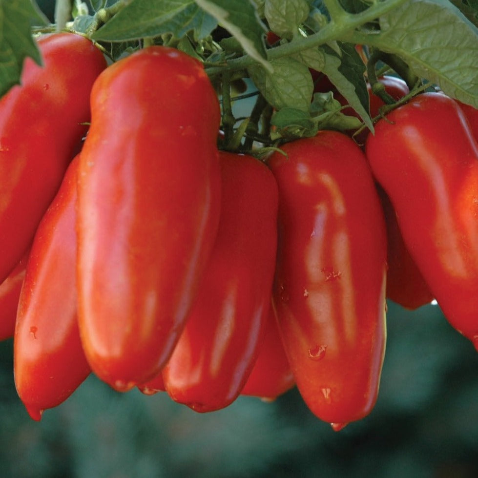 Tomato seeds San Marzano from Seedtime Store; red elongated fruit clusters on Tampa Home & Garden Store