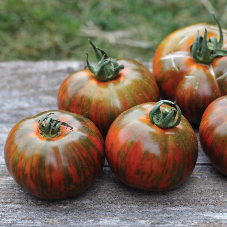 Five Chocolate Stripes Tomato on weathered wood, red-green striped, Seedtime Store seeds on Tampa Home & Garden Store