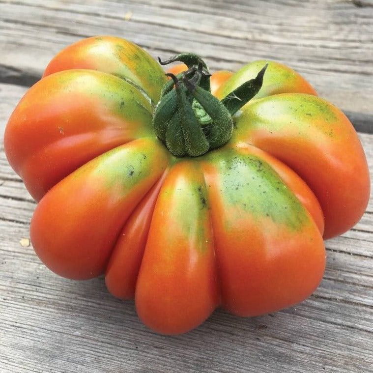 Costoluto Genovese tomato seeds ribbed heirloom fruit orange-red with green shoulders on Tampa Home & Garden Store