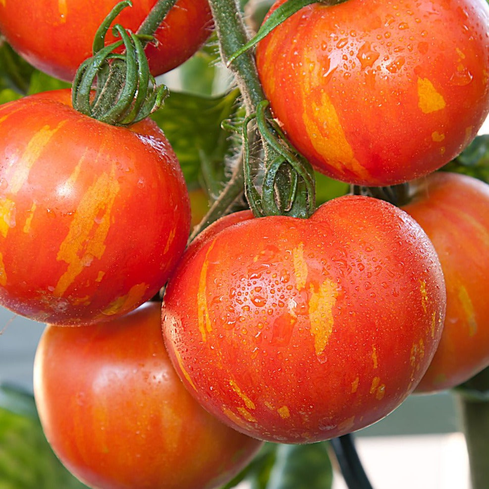 Tigerella tomato seeds product photo shows ripe red tomatoes with yellow streaks on the vine on Tampa Home & Garden Store