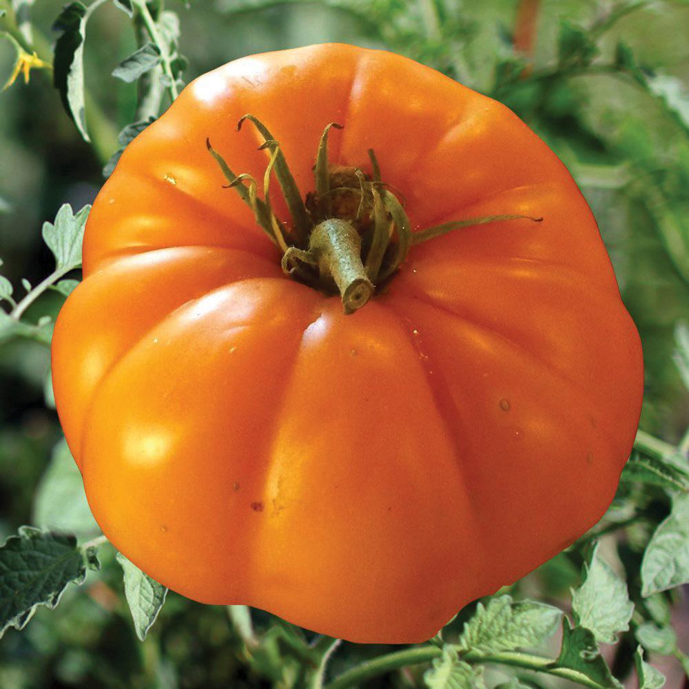 Persimmon tomato seeds product: large orange tomato on the vine on Tampa Home & Garden Store