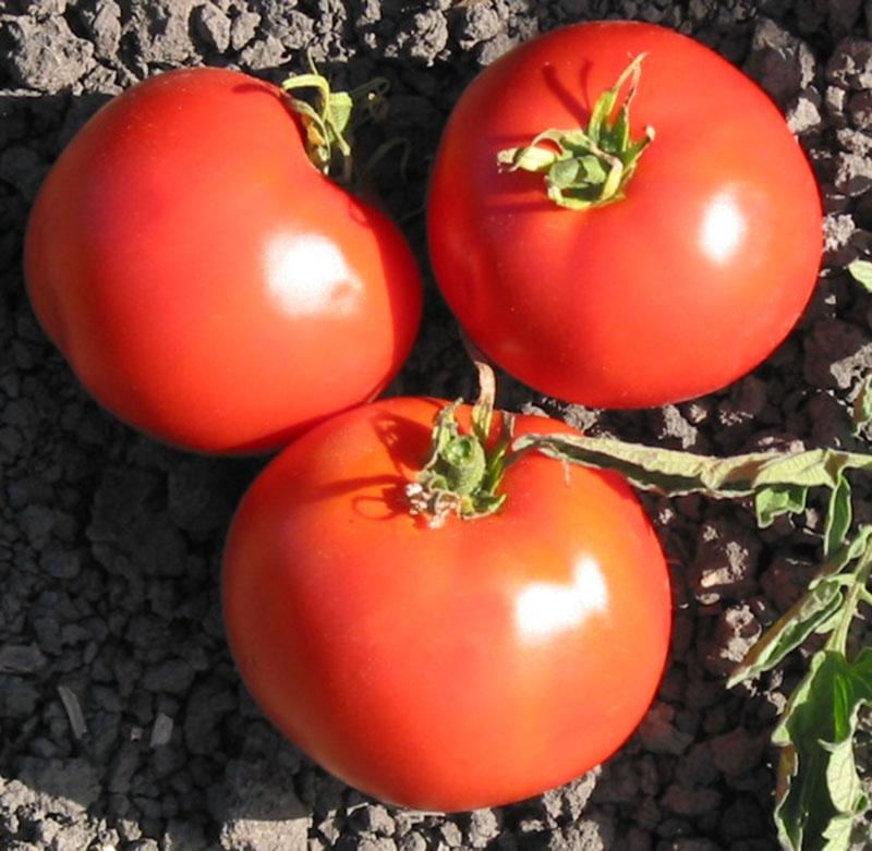Trip-L-Crop Tomato three red ripe tomatoes on soil with green stems Seedtime Store on Tampa Home & Garden Store