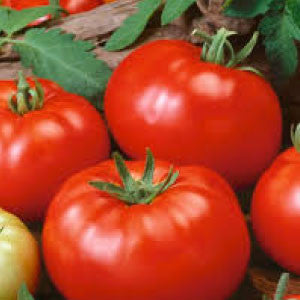 TOMATO Seeds, German Johnson - Tampa Home & Garden Store