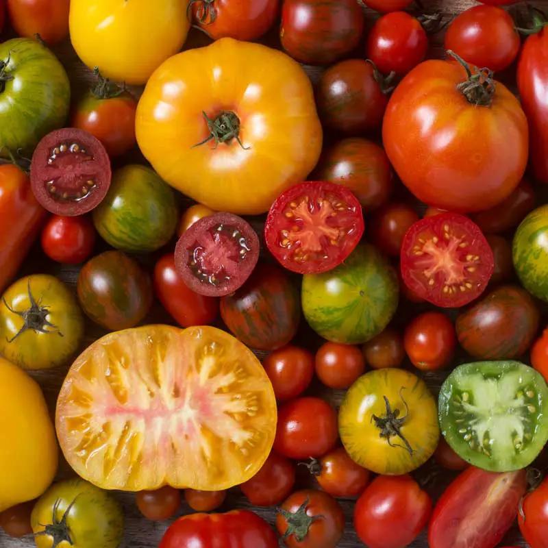 TOMATO Seeds, Heirloom Blend - Tampa Home & Garden Store