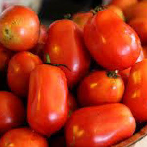 TOMATO Seeds, Roma - Tampa Home & Garden Store