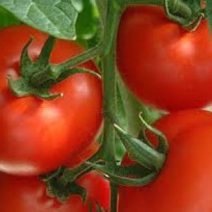 TOMATO Seeds, Rutgers - Tampa Home & Garden Store