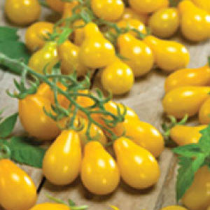 TOMATO Seeds, Yellow Pear - Tampa Home & Garden Store