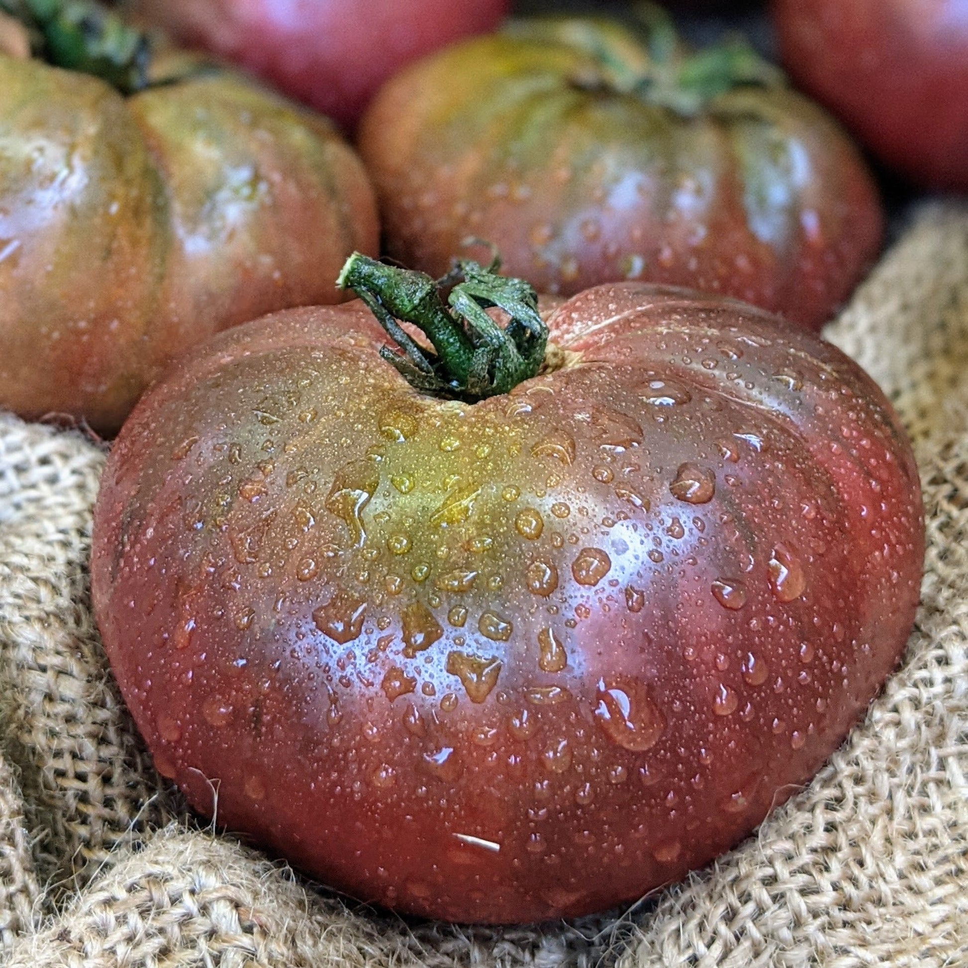 Brandywine Black Tomato fruit close-up; red-brown skin with water droplets on burlap on Tampa Home & Garden Store