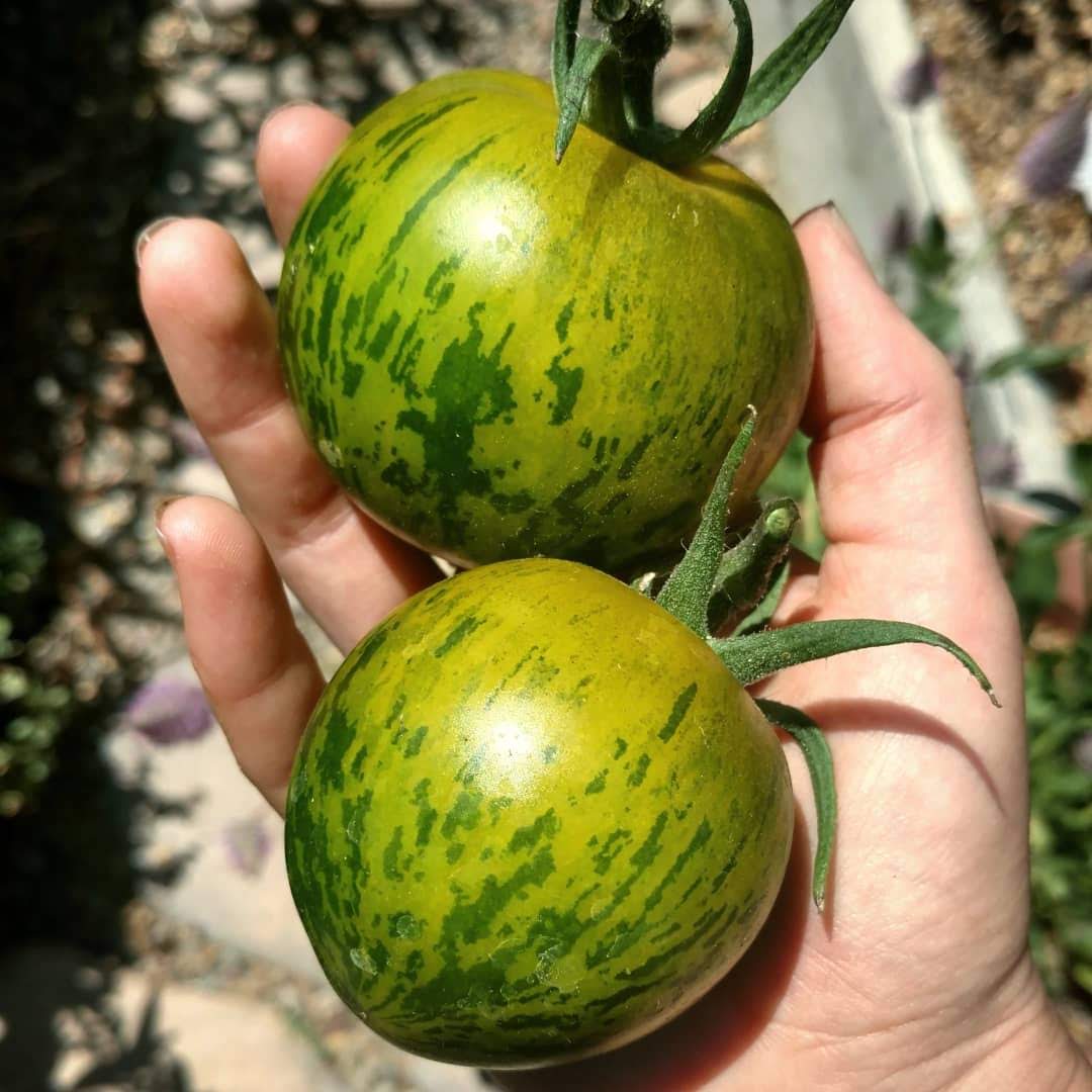 Green Zebra Tomato fruits, two striped green tomatoes held in hand in garden on Tampa Home & Garden Store