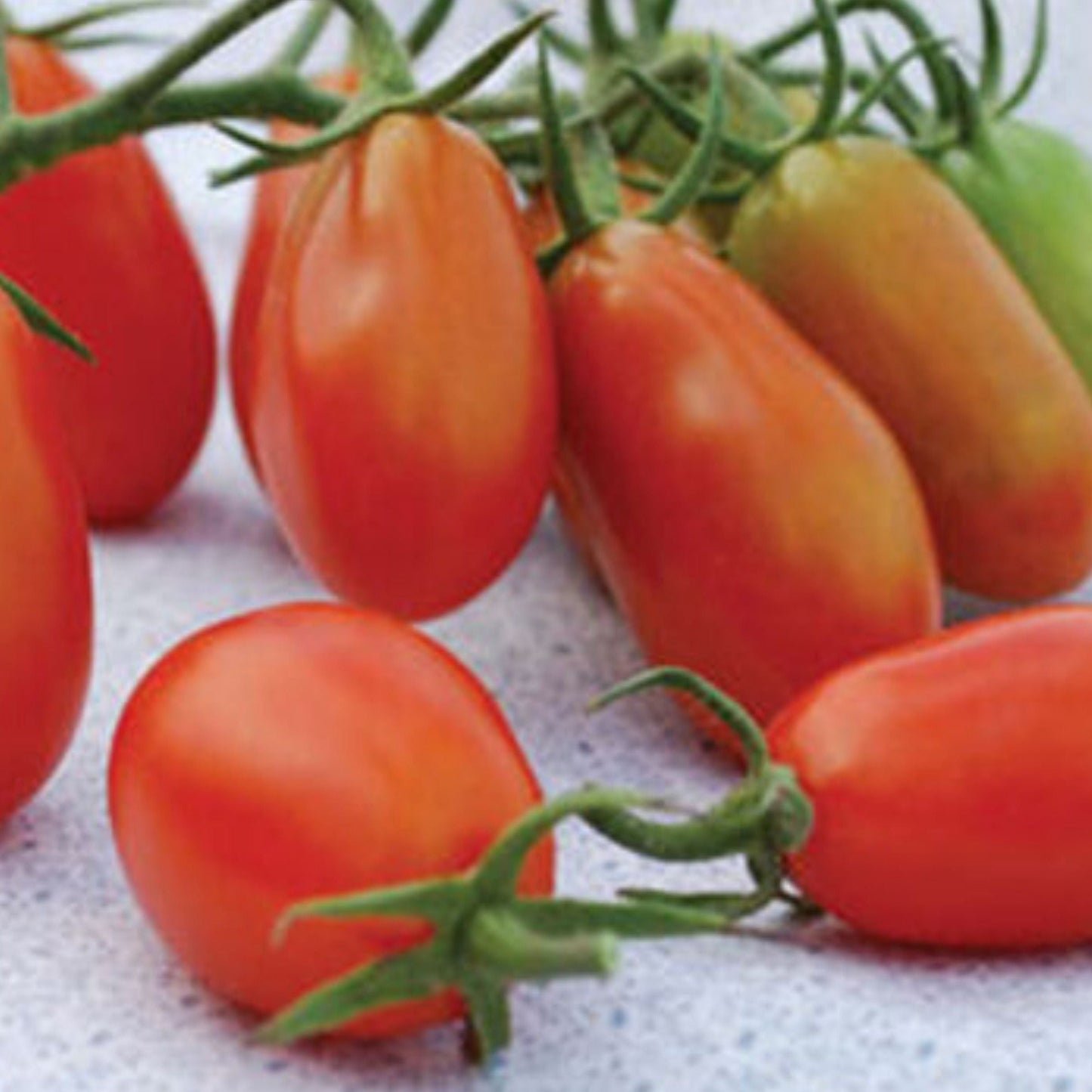 Baby Roma tomato seeds red plum tomatoes on vine Seedtime Store on Tampa Home & Garden Store