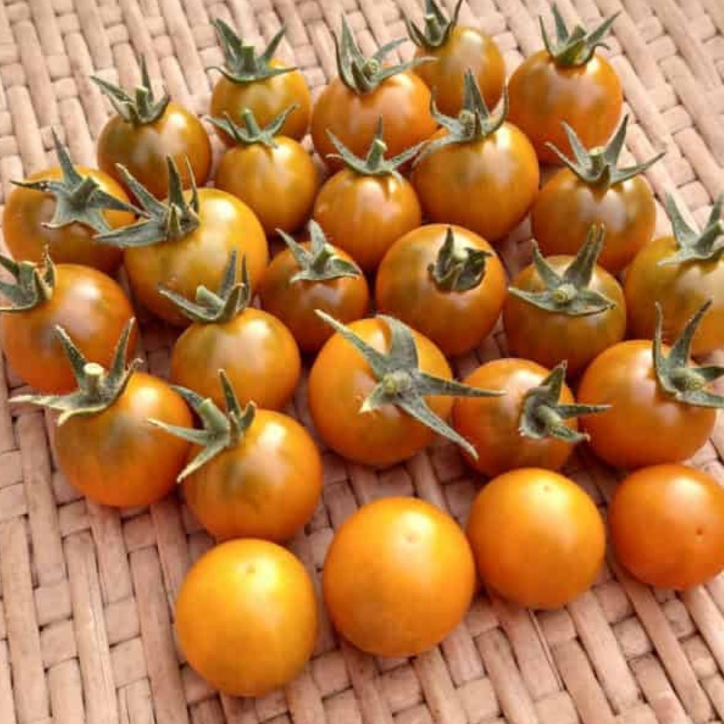 Dark Orange Muscat Tomato seeds by Seedtime Store on Tampa Home & Garden Store