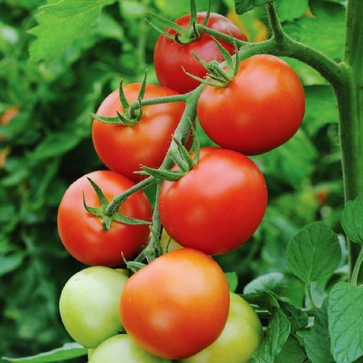 Early Cascade Tomato seeds on vine with ripe red and unripe green tomatoes on Tampa Home & Garden Store