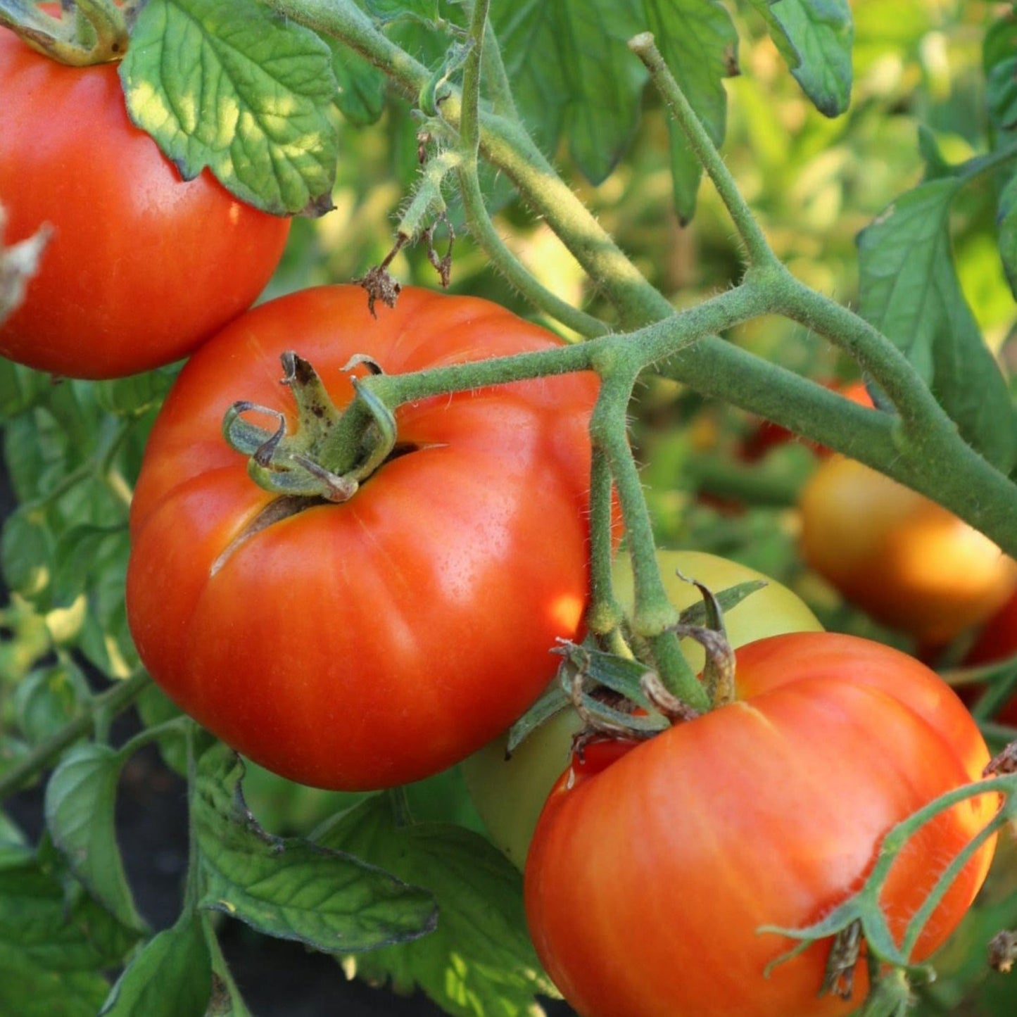 Mountain Princess Tomato on vine; ripe red fruit with green leaves on Tampa Home & Garden Store