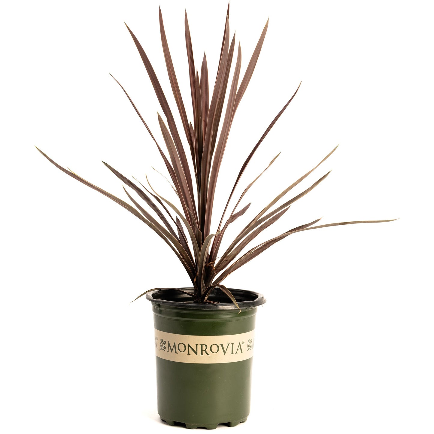 Bauer's Cordyline plant with burgundy leaves in a green Monrovia pot on Tampa Home & Garden Store