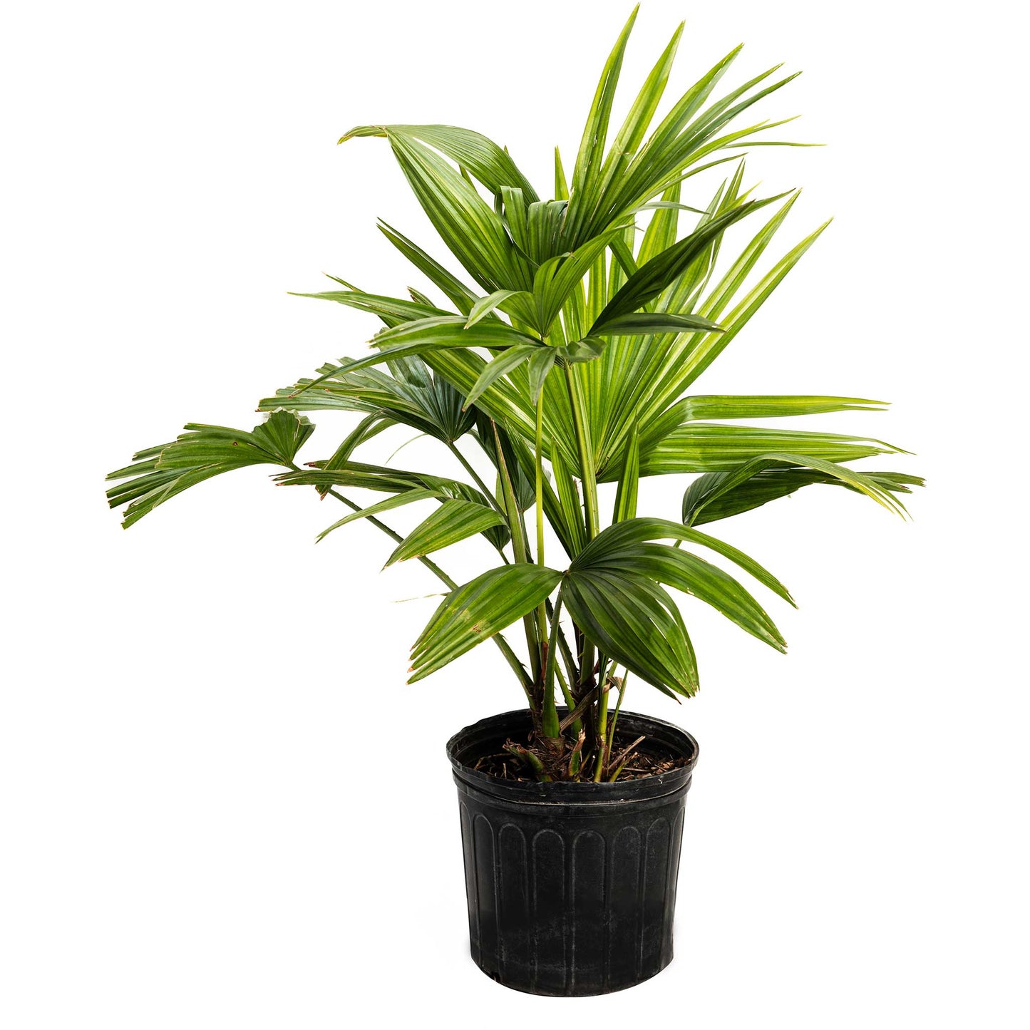 Chinese Fan Palm plant Live Good Logistics with green fan-shaped fronds in a black pot on Tampa Home & Garden Store