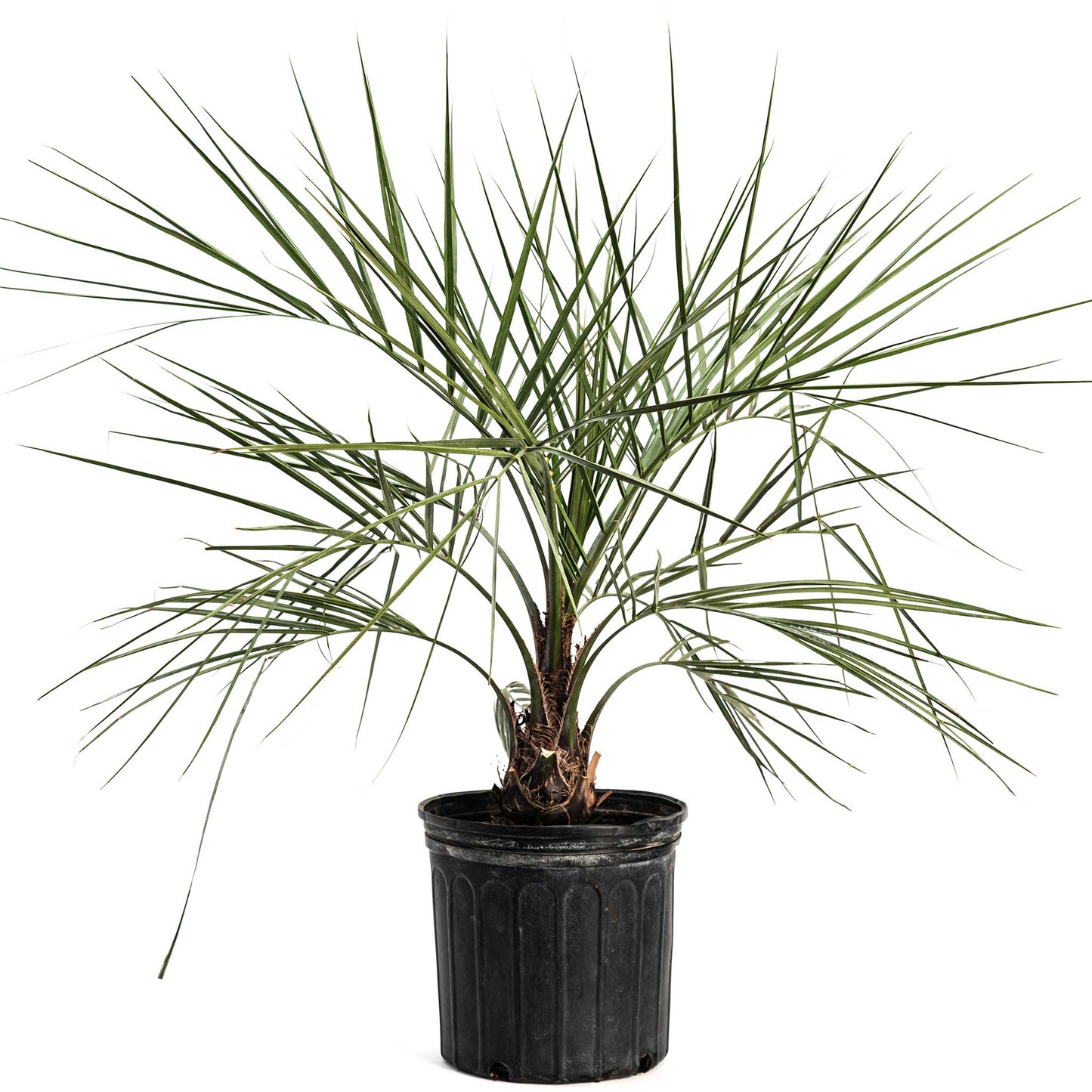 Pindo Palm plant in black plastic pot with long green spiky fronds Live Good Logistics on Tampa Home & Garden Store