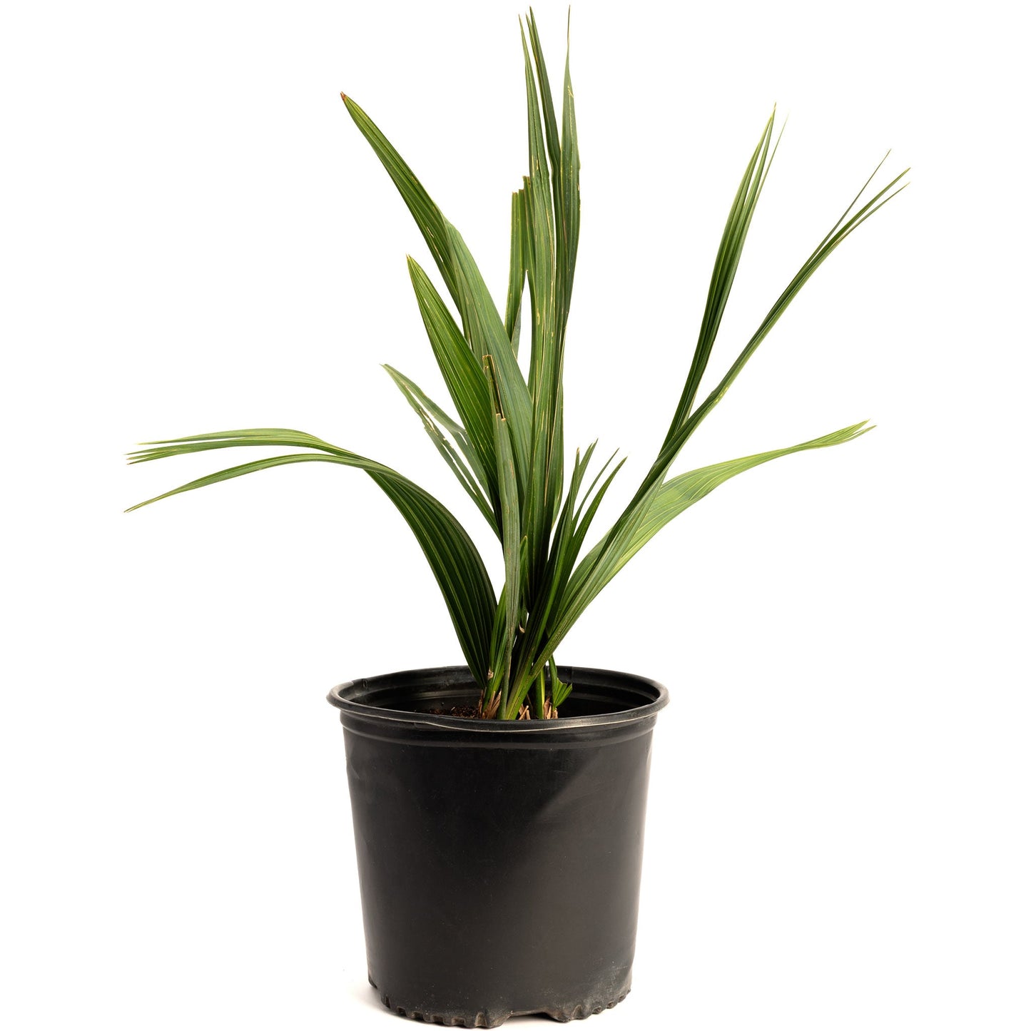 Dwarf Palmetto Tree plant with long green leaves in a black plastic pot on Tampa Home & Garden Store