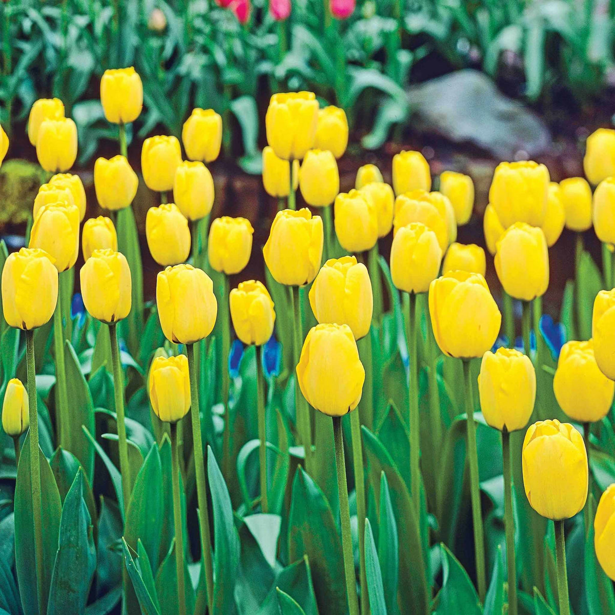 Golden Apeldoorn Darwin Hybrid Tulip plant with bright yellow blooms in a tulip garden on Tampa Home & Garden Store