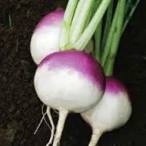Purple Top White Globe turnips with green tops, heirloom variety on Tampa Home & Garden Store