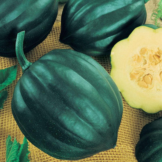 Table Queen Acorn Winter Squash Seeds (Organic) - Tampa Home & Garden Store