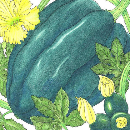 Table Queen Acorn Winter Squash Seeds (Organic) - Tampa Home & Garden Store