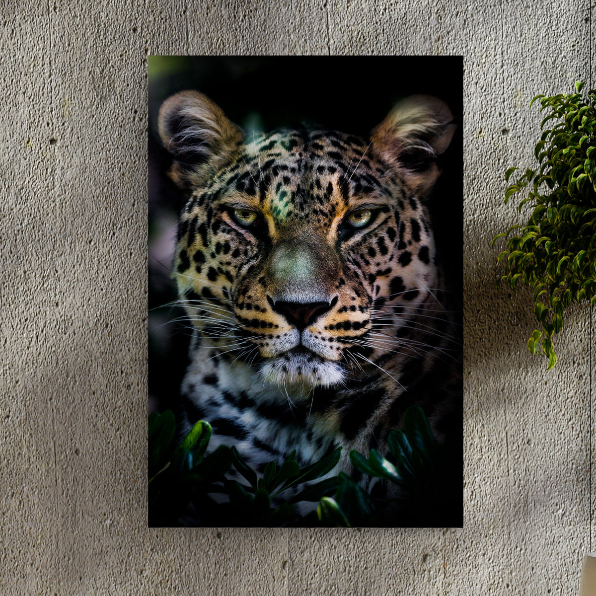 Sneaky Jungle Leopard Canvas Wall Art by Tailored Canvases, close-up leopard face on canvas on Tampa Home & Garden Store