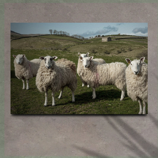 Flock Of Sheep Canvas Wall Art by Tailored Canvases, rural hillside scene on Tampa Home & Garden Store