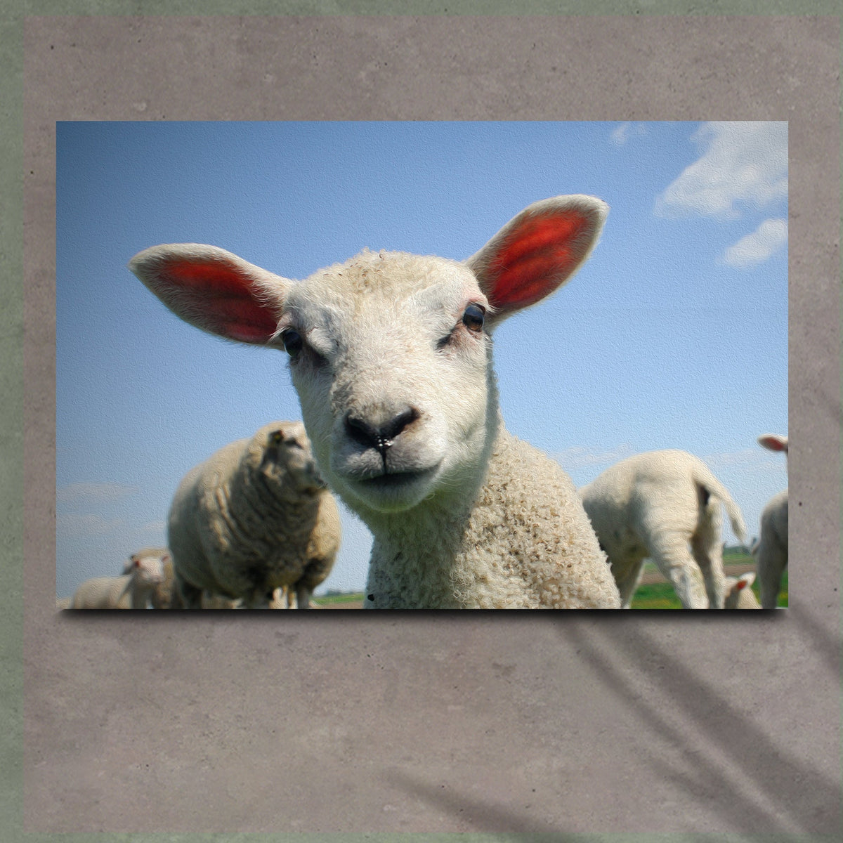 Curious Lamb Canvas Wall Art by Tailored Canvases on blue sky background with cream fleece canvas on Tampa Home & Garden Store