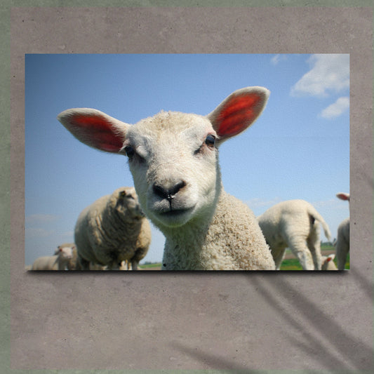 Curious Lamb Canvas Wall Art by Tailored Canvases on blue sky background with cream fleece canvas on Tampa Home & Garden Store